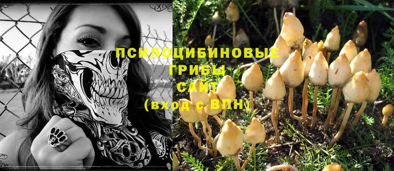 купить  сайты  Берёзовка  Псилоцибиновые грибы MAGIC MUSHROOMS 